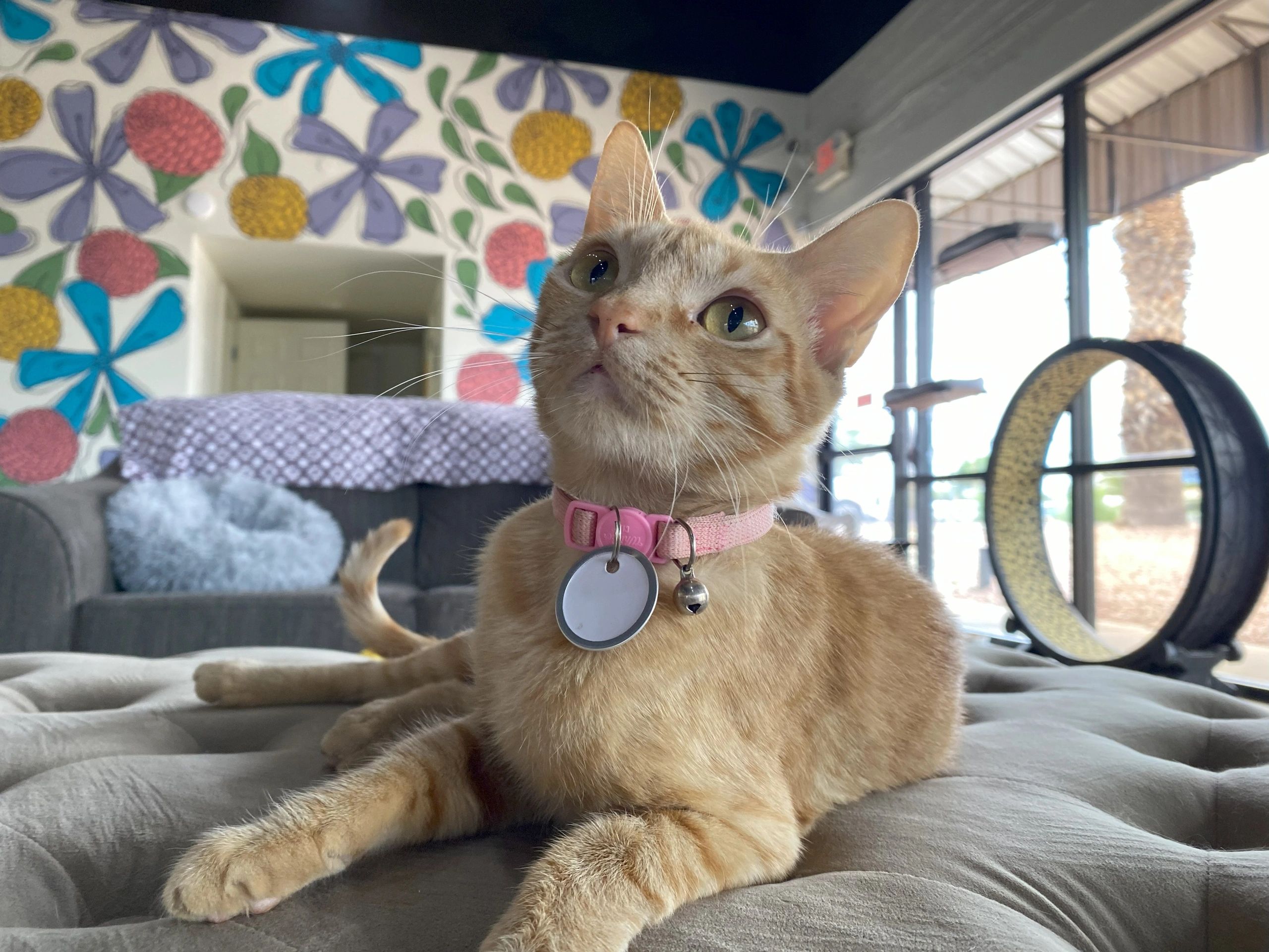 Hunter's Kitten Lounge